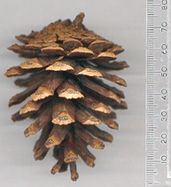 Pinus teocote macrocarpa