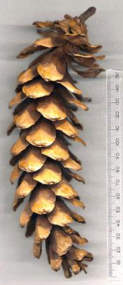 Pinus wallichiana