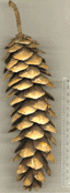 Pinus wallichiana