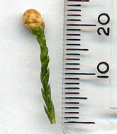 Sequoiadendron giganteum