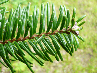Abies species