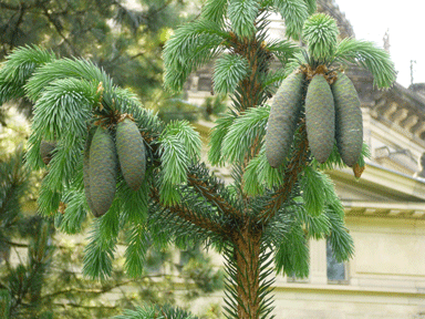 Picea chihuahuana