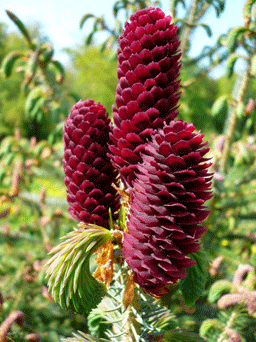 Picea likiangensis var. forrestii