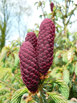Picea likiangensis var. forrestii