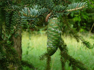 Picea koyamae