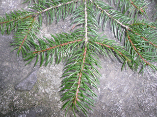 Picea neoveitchii