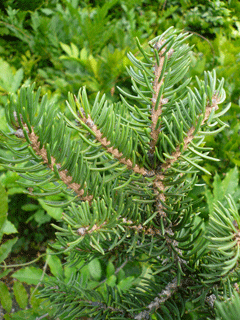 Picea neoveitchii