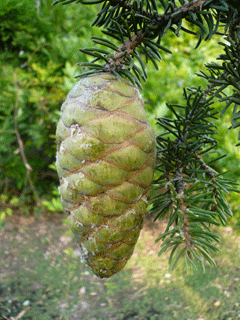 Picea neoveitchii
