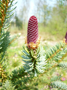 Picea asperata var. ponderosa