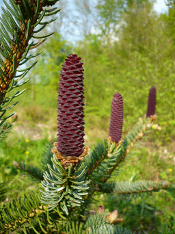 Picea asperata var. ponderosa