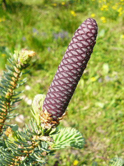 Picea asperata var. ponderosa