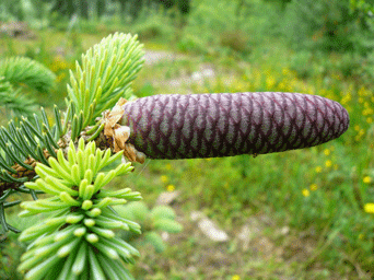 Picea asperata var. ponderosa