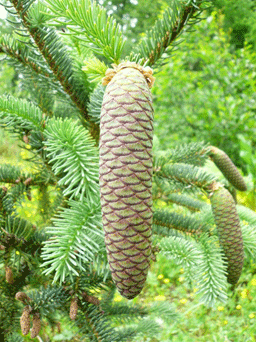 Picea asperata var. ponderosa