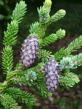 Picea purpurea