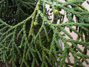 Thuja plicata