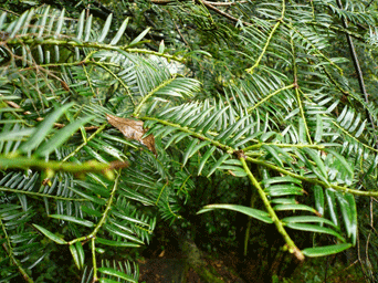 Torreya fargesii