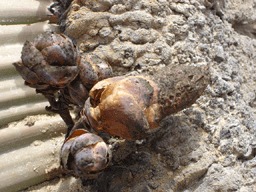 Welwitschia mirabilis