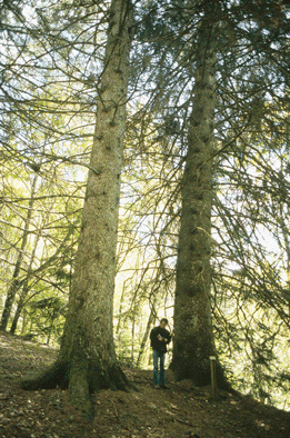 Sequoia sempervirens