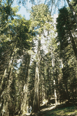 Sequoia sempervirens