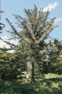 Picea jezoensis hondoensis