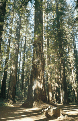 Sequoia sempervirens