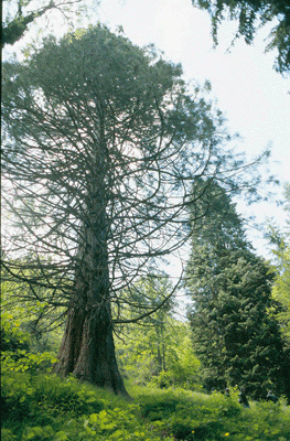 Sequoiadendron giganteum