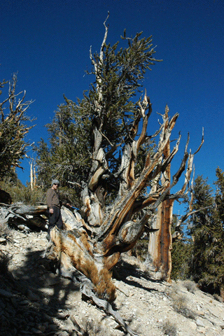 Pinus longaeva