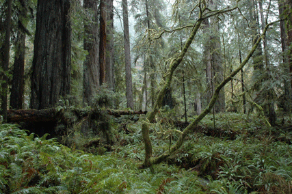 Sequoia sempervirens