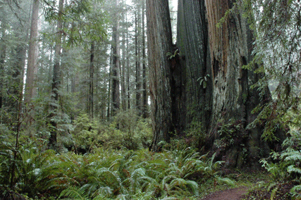 Sequoia sempervirens