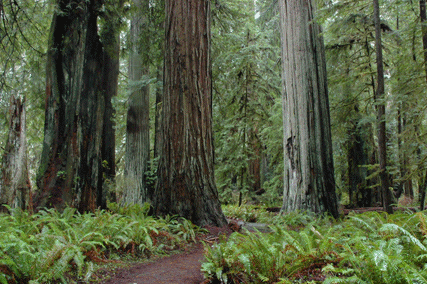 Sequoia sempervirens