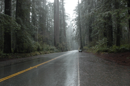 Sequoia sempervirens