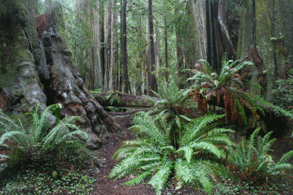 Sequoia sempervirens