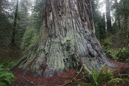 Sequoia sempervirens