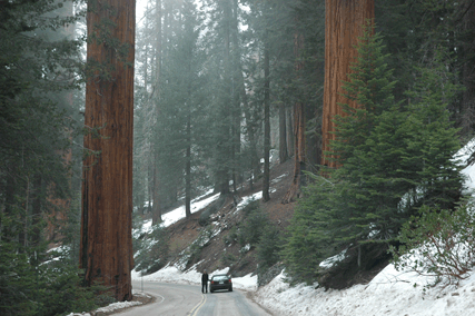 Sequoiadendron giganteum