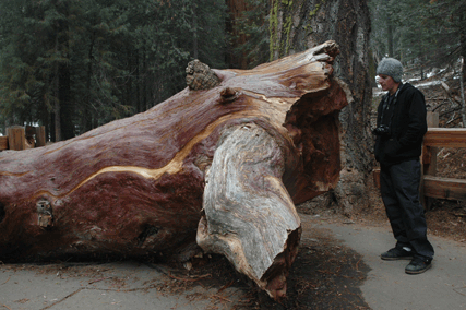 Sequoiadendron giganteum