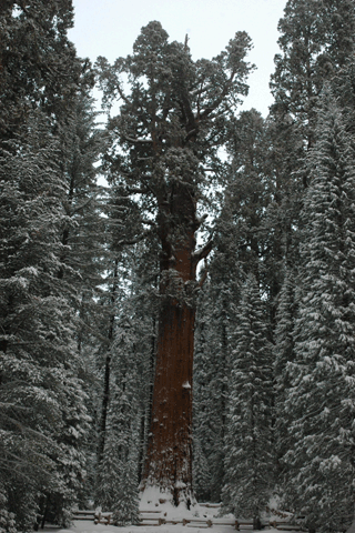 Sequoiadendron giganteum
