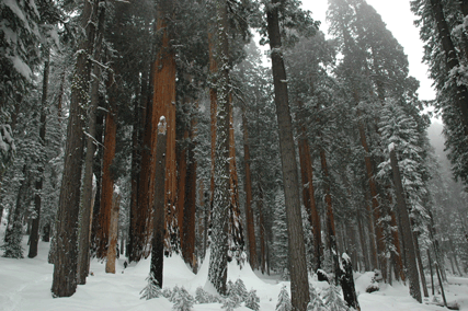 Sequoiadendron giganteum