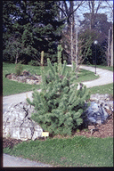 Pinus kwantungensis