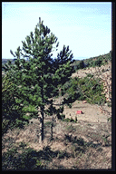 Pinus nigra