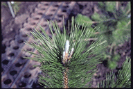 Pinus thunberghii