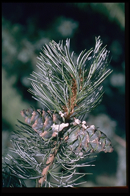 Pinus parviflora