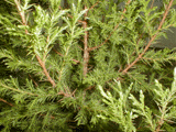 Juniperus flaccida
