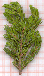 Juniperus communis alpina