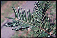 Torreya californica - leaves, upper side